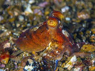 太平洋红章鱼 Octopus rubescens 太平洋红蛸  伪装于碎石区