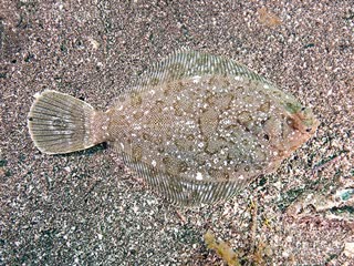 Pleuronectiformes Pleuronichthys cornutus