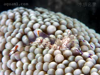 霍氏仙女虾 Ancylomenes holthuisi 霍氏曲腰虾[暂] 幼虾 