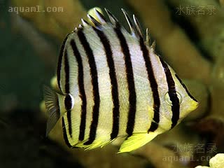 八线蝶 Chaetodon octofasciatus 八带蝴蝶鱼  体色白色至黄色不等