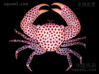  Trapezia tigrina 虎斑梯形蟹  标本