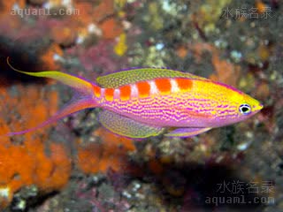 金点虎斑宝石 Pseudanthias flavoguttatus 黄点拟花鮨 雄鱼 雄性尾鳍末端细长的“拉丝”