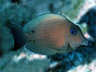 蓝眼食苔吊 Ctenochaetus binotatus 双斑栉齿刺尾鱼 成鱼 暗色