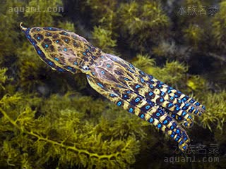 蓝点章鱼 Hapalochlaena maculosa 斑点豹纹蛸  游动状态