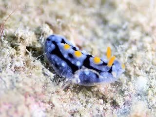  Phyllidia exquisita 优美叶海牛[暂] 幼体 