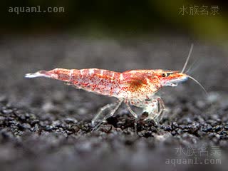  Neocaridina davidi 戴氏新米虾[暂]  最早轻微变色的个体