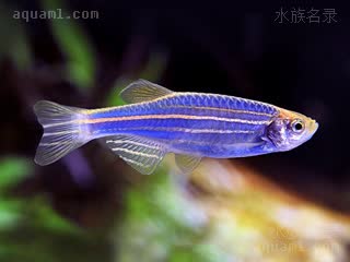 Danio rerio Danio rerio cv.'blue'  (蓝斑马)