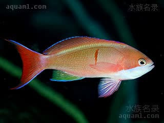 锯鳃拟花鮨
红斑海金鱼(雄) Pseudanthias cooperi(M)