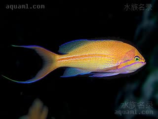 红线宝石 Pseudanthias fasciatus 条纹拟花鮨  成熟雄鱼尾鳍丝状尖端长，体侧红带不明显甚至可能不存在