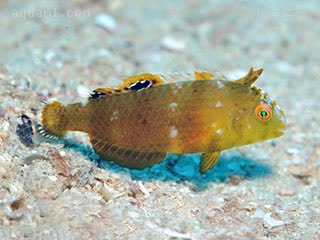 海草龙 Novaculoides macrolepidotus 大鳞似美鳍鱼 幼鱼 