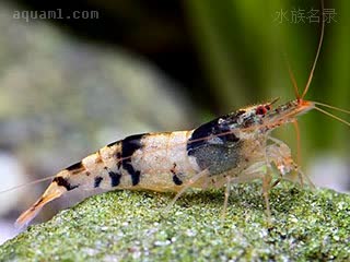 白头蜜蜂虾 Caridina maculata 斑节米虾  其他色型表现