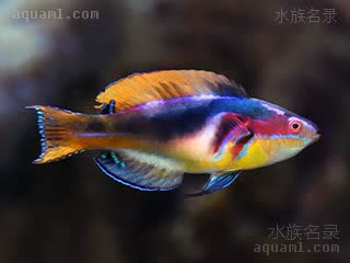 丽鹦鹉 Cirrhilabrus exquisitus 艳丽丝隆头鱼  图为雄鱼繁殖期，体色更加艳丽，且各地域差异更大