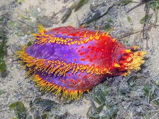 多彩海苹果 Pseudocolochirus violaceus 紫伪翼手参  