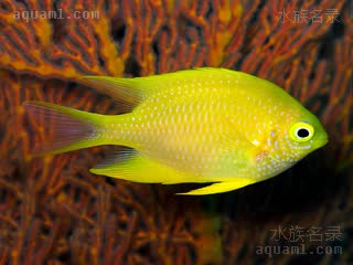 黄金雀 Amblyglyphidodon aureus 金凹牙豆娘鱼 成鱼 整体呈明亮的黄色