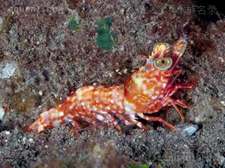 Penaeidae Metapenaeopsis lamellata