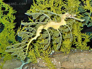 草海龙 Phyllopteryx taeniolatus 澳洲叶海龙  拟态海草的状态