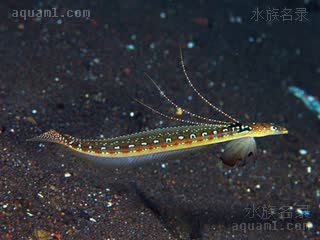 龙王鰕虎 Trichonotus elegans 美丽毛背鱼  背鳍展开状态(雄)