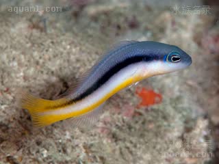  Pseudochromis ammeri 安氏拟雀鲷  游动状态