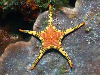 Goniasteridae Iconaster longimanus