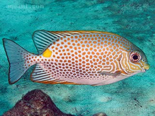 金点狐狸 Siganus guttatus 星斑蓝子鱼 幼鱼 