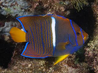 国王神仙 Holacanthus passer 雀点刺蝶鱼 亚成 身体开始变暗，后部蓝纹出现波纹，中部的白条变得明显