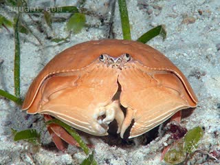 Calappidae Calappa calappa