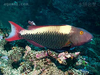 红白鹦哥 Cetoscarus bicolor 青鲸鹦嘴鱼 雌鱼 体呈墨绿色，背部颜色较浅，接近黄色，眼眶为橙色