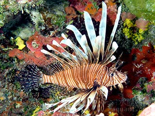 魔鬼狮子鱼 Pterois volitans 魔鬼蓑鲉  鳍膜颜色有个体差异