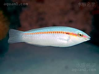  Halichoeres scapularis 侧带海猪鱼 亚成 