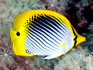 尾点蝴蝶鱼 - 尾点蝶 Chaetodon ocellicaudus