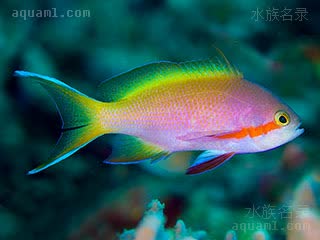 绿宝石 Pseudanthias huchtii 赫氏拟花鮨  繁殖期体色