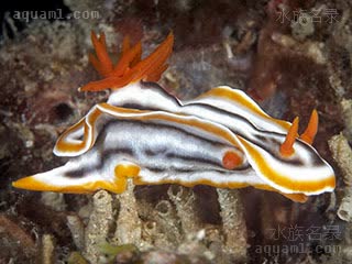 西施海牛 Chromodoris magnifica 华丽多彩海牛[暂]  侧面