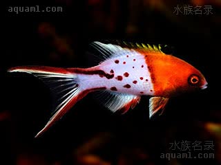 似花普提鱼
燕尾鹦哥(成体) Bodianus anthioides(A)