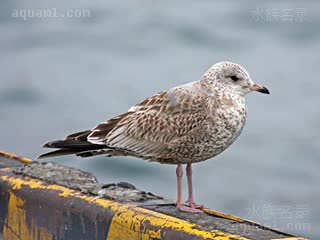  Larus canus 海鸥 亚成 