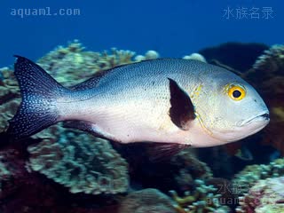 浮水花旦 Macolor niger 黑背羽鳃笛鲷 成鱼(1) 