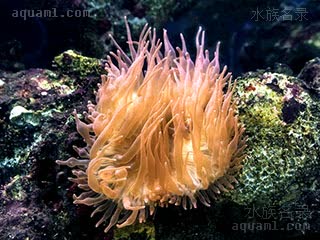 奶嘴海葵 Entacmaea quadricolor 樱蕾篷锥海葵[暂]  水螅体细长状和水流光照等诸多因素相关，并非代表不健康