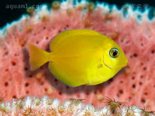 紫蓝吊 Acanthurus coeruleus 蓝刺尾鱼 幼鱼(2) 