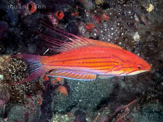 月尾副唇鱼 - 月尾快闪龙 Paracheilinus filamentosus