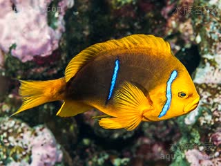 蓝双带小丑 Amphiprion chrysopterus 橙鳍双锯鱼 成鱼(2) 