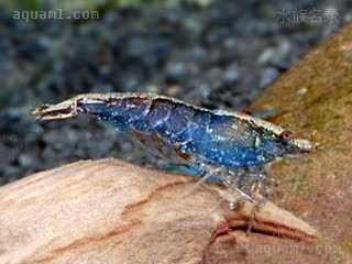  Neocaridina palmata 掌肢新米虾  野生偏蓝个体