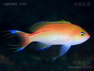 Pseudanthias rubrolineatus 红纹拟花鮨