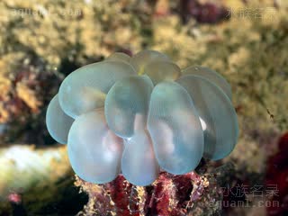  Plerogyra sinuosa 泡囊珊瑚  小型群体