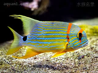 丽皇 Symphorichthys spilurus 长鳍笛鲷 成鱼 