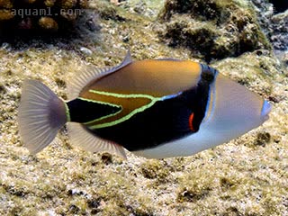 三角炮弹 Rhinecanthus rectangulus 黑带锉鳞鲀 成鱼 