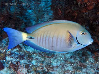 Acanthurus chirurgus 小带刺尾鱼