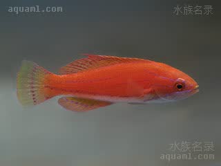 卡氏副唇鱼
卡氏快闪龙(雌) Paracheilinus carpenteri(F)