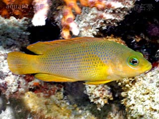 黄草莓 Pseudochromis fuscus 褐拟雀鲷  大多个体并非亮黄，而深棕因不受欢迎较少在市场见到