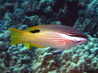 黑点牙医 Bodianus bilunulatus 双带普提鱼 成鱼(2) 采集自夏威夷，雌性