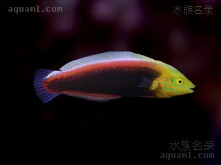 Halichoeres iridis 虹彩海猪鱼