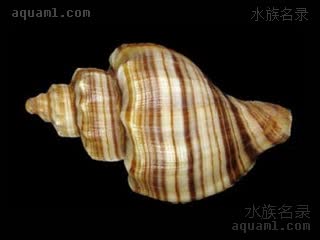 风车螺 Neptunea cumingii 香螺[暂]  